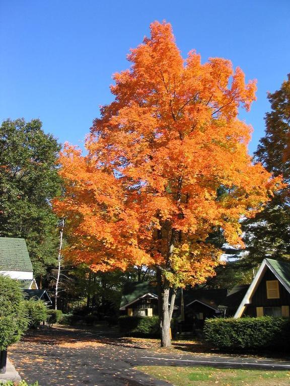 Amber Lantern Two-Bedroom Cottage レイク・ジョージ 部屋 写真